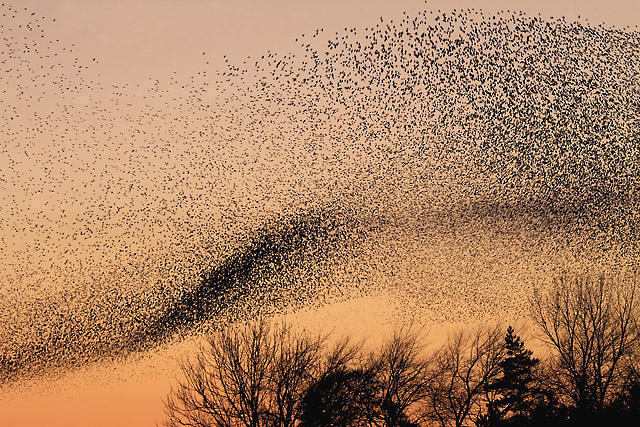 A flock of starlings