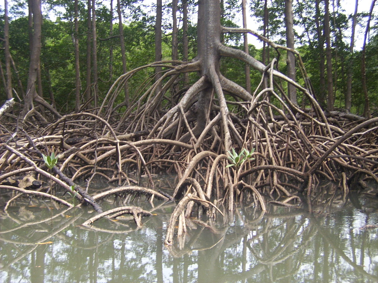 Roots of a mangrove tree